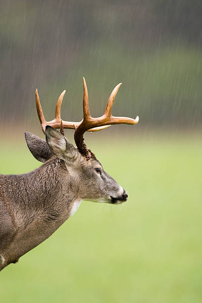 istock White-tailed deer buck in rain 501467776