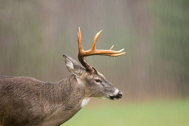 istock White-tailed deer buck in rain 501467798