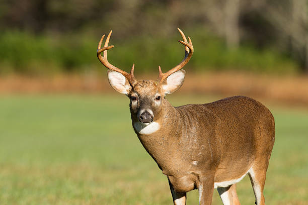 grande cervo dalla coda bianca in discesa - cades cove foto e immagini stock