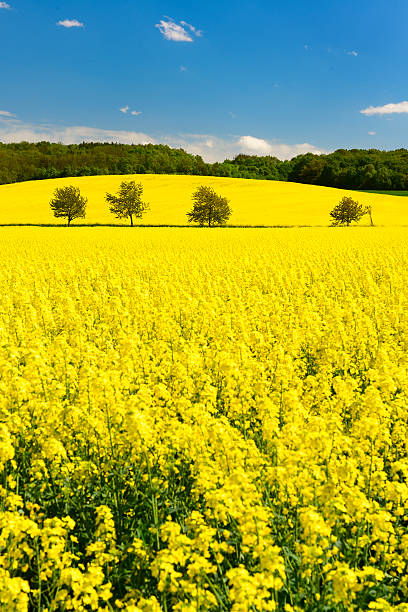 istock Field of Canola in Spring Landscape under Cloudy Blue Sky 501468104
