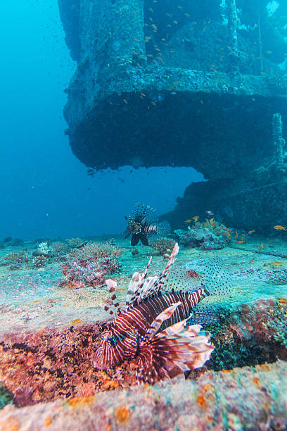 istock Dangerous Lion Fish near Shipwreck 501477200