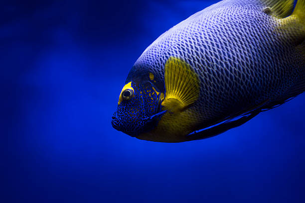 pez ángel azul, amarillo - beauty in nature coral angelfish fish fotografías e imágenes de stock