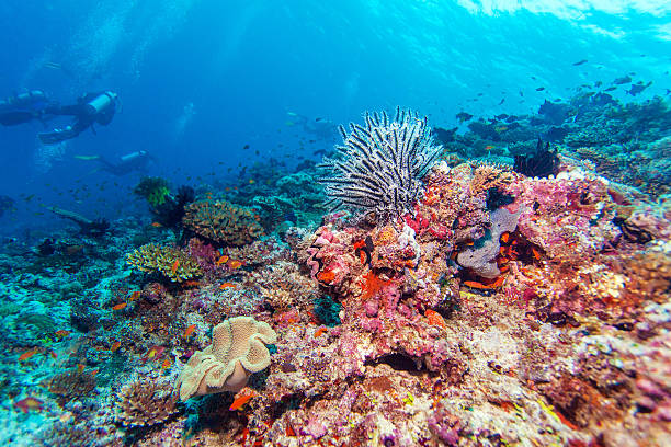 istock Sea Lilies on Tropical Coral Reef 501477718