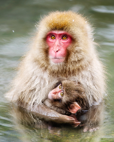 A wild adult Japanese Macaque Monkey (Snow Monkey) mother with her baby, photographed in the wild during winter near Nagano, Japan.
