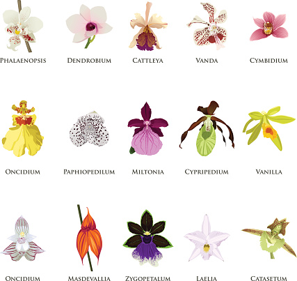 A vector illustration of orchid icon sets