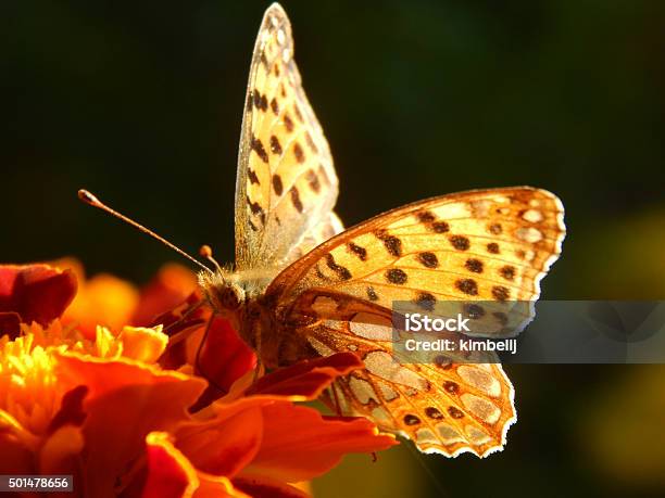 Butterfly On A Flower Stock Photo - Download Image Now - 2015, Air Vehicle, Aircraft Wing