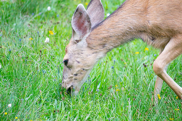 istock young deer eating grass, colorado, usa 501480404