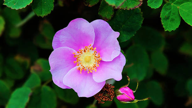 istock The Rosa Gymnocarpa, or Bald-Hip Rose 501480838