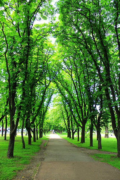 istock Beautiful park with many green trees 501481244