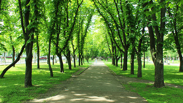 istock Beautiful park with many green trees 501481260