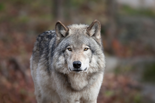 Lobo gris photo