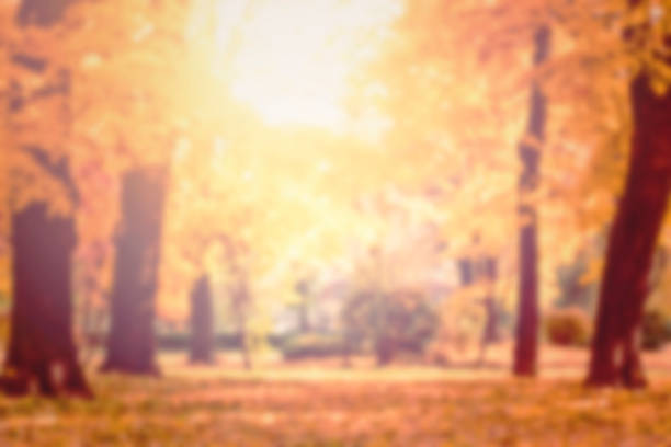The sun shines brightly through the crowns of the trees in an avenue of lime trees with wilted colorful autumn leaves, direct back light