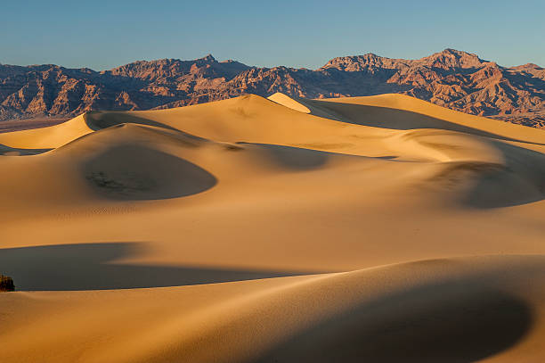 dunas de areia ao nascer do sol, parque nacional do vale da morte, califórnia - mesquite tree imagens e fotografias de stock