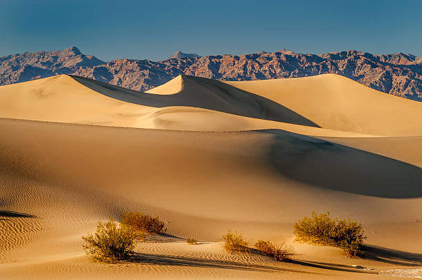 dune di sabbia di sunrise, parco nazionale della valle della morte, california - mesquite tree foto e immagini stock
