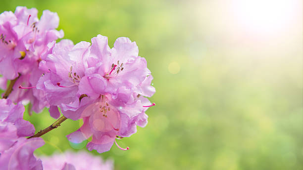 istock Spring border background with rhododendron flowers, image with sun flare 501482644