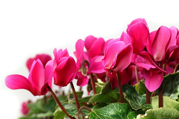 istock pink cyclamen flower close up in the white 501482792