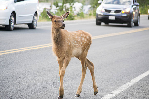 istock young elk walking across road 501483236