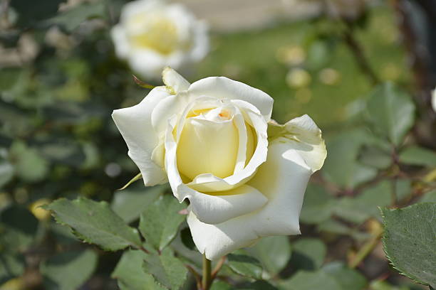 istock Roses in Santiago, Chile 501483950