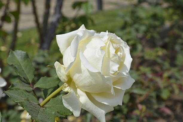 istock Roses in Santiago, Chile 501483986