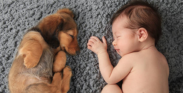 newborn baby and puppy Newborn baby girl sleeping next to a dachshund puppy. newborn animal stock pictures, royalty-free photos & images