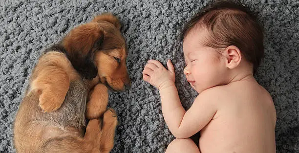 Newborn baby girl sleeping next to a dachshund puppy.