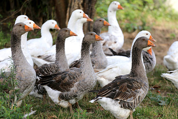 istock Flock of goose looking around on poultry farm 501486002
