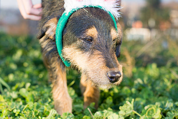 Cute mix breed dog close up portait while walking in the grass