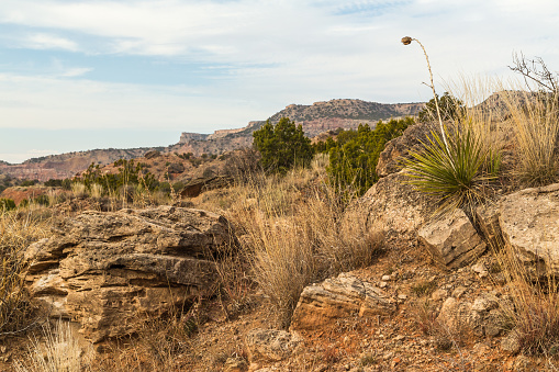 Dried yucca plant reaching above horizon and surrounded by large boulders, arid cliffs and juniper brush in Palo Duro Canyon in Texas High Plains Panhandle.