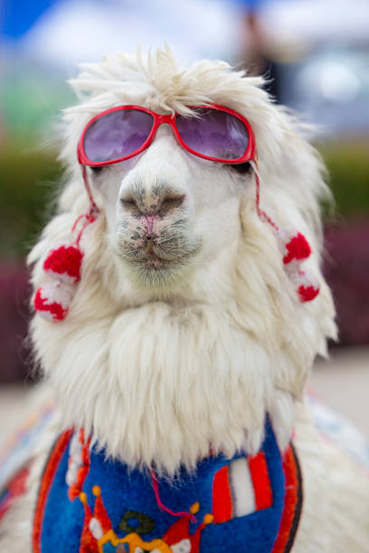 Portrait of a Llama looking into the camera
