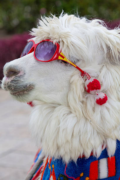 istock White llama wearing sunglass and a colored scarf, Peru 501488922
