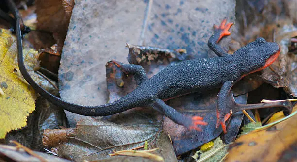 The red-bellied newt is a newt, native to coastal woodlands in northern California and southern Oregon, that is terrestrial for most of its life.