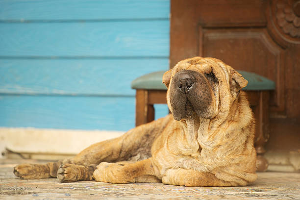 istock Shar Pei dog laying by front wood door 501489046