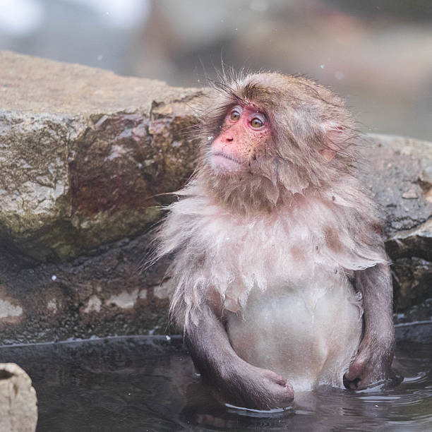 A wild baby Japanese Snow Monkey, photographed in the wild during winter near Nagano, Japan.