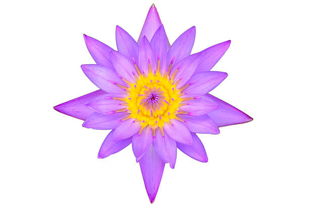 istock Purple lotus isolated 501489586