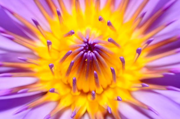 istock Closeup lotus flower 501489806