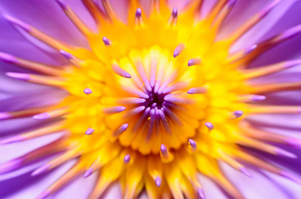 istock Closeup lotus flower 501489860