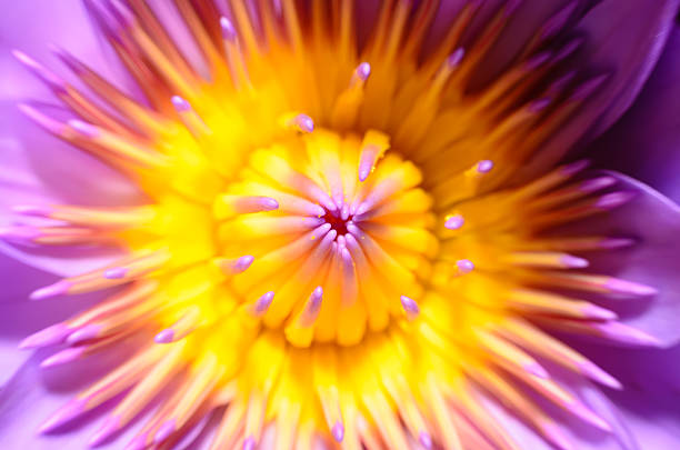 istock Closeup lotus flower 501490124