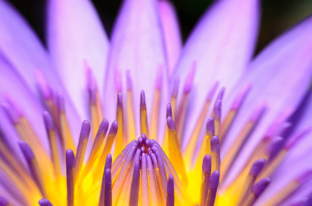 istock Closeup lotus flower 501490368