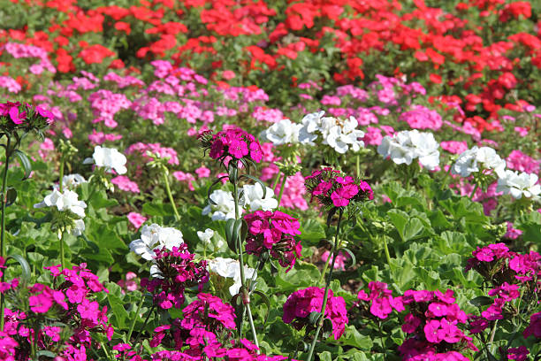 istock Flower in garden 501490514