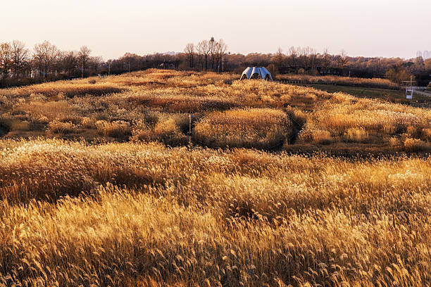 wild reeds on top of haneul park in seoul, south korea taken during winter sunset hours. Haneul park is located in mapo district near the world cup stadium.