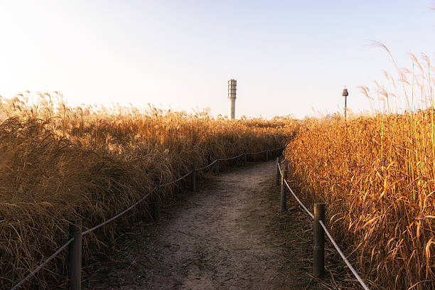 wild reeds on top of haneul park in seoul, south korea taken during winter sunset hours. Haneul park is located in mapo district near the world cup stadium.