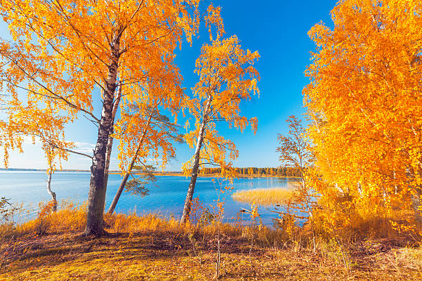 istock Autumnal Park. Autumn Trees and lake 501491118