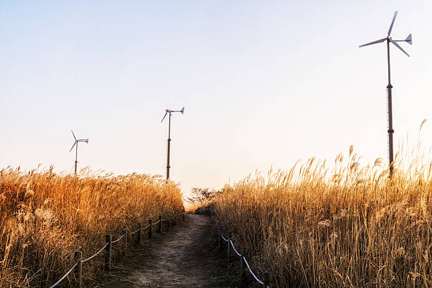 wild reeds and wind turbines on top of haneul park in seoul, south korea taken during winter sunset hours. Haneul park is located in mapo district near the world cup stadium.