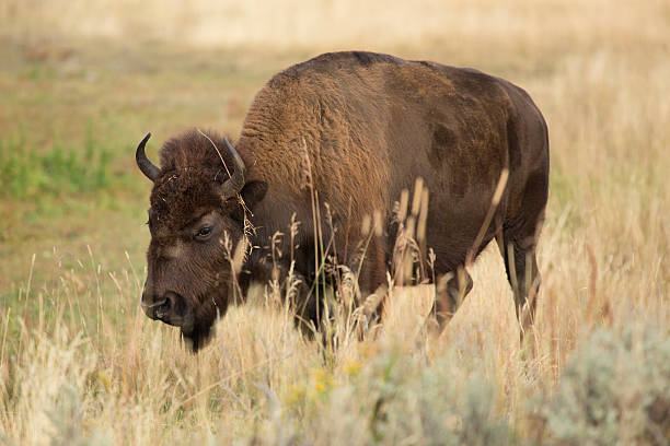 istock Bison plodding through tall grasses, Yellowstone. 501491428