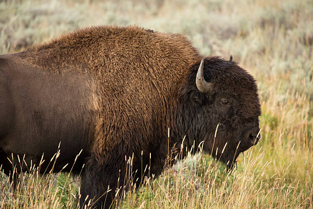 istock Large bison bull standing in profile, grasslands of Yellowstone, 501491484