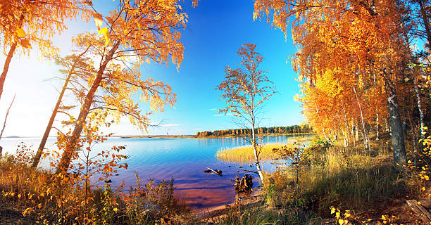 istock Autumnal Park. Autumn Trees and lake 501491612