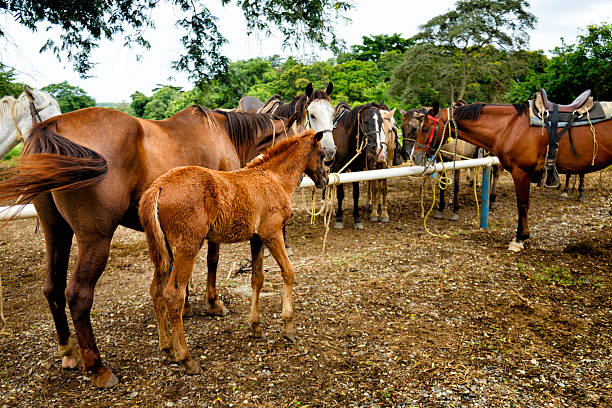 istock Young foal with her horse mother 501503518