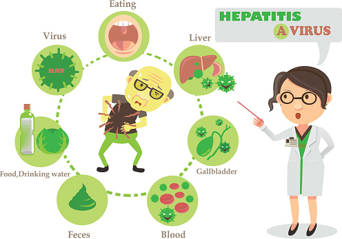 hepatitis a virus vector illustration