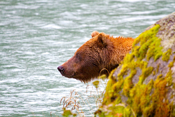 Grizzly bear emerges slowly from behind a river rock on the Chilkoot River in Alaska.