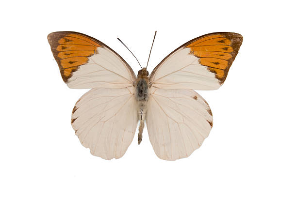 istock Close up view of the white and orange batterfly 501503904
